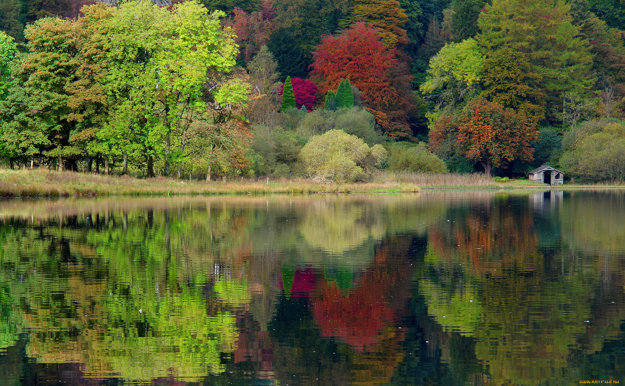 , , , united, kingdom, , , caeciliametella, photography, , , , , grasmere, england